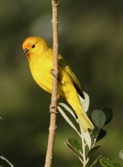 Sicalis flaveola valida
