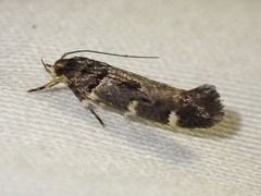 Macrobathra ceraunobola