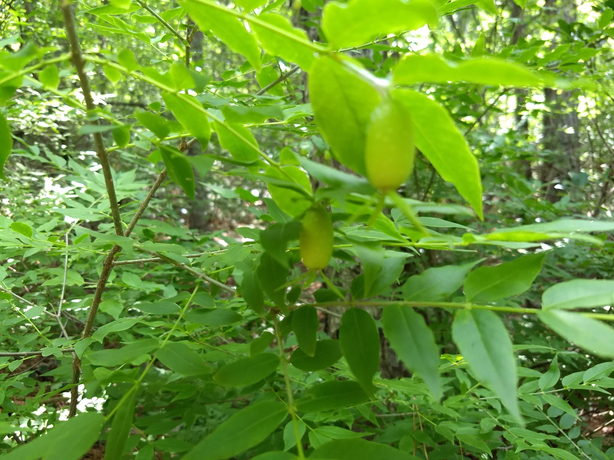 Piratebush (Buckleya distichophylla)
