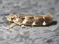 Macrobathra ceraunobola