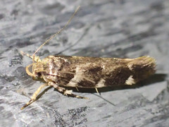 Macrobathra ceraunobola