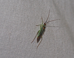 Austromiris viridissimus