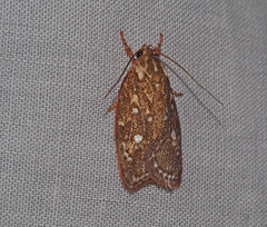 Euchaetis metallota