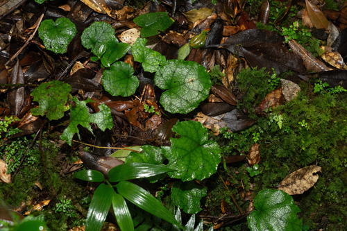 Rubus amamianus iNat (2)