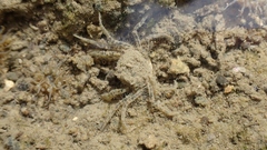 Halicarcinus whitei