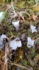 Mazus radicans