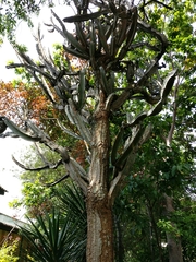 Euphorbia candelabrum