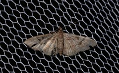 Sigilliclystis insigillata