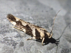 Macrobathra bigerella