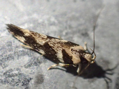 Macrobathra bigerella