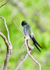 Hemiprocne longipennis