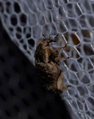 Mitrastethus australiae