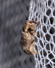 Mitrastethus australiae