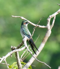 Hemiprocne longipennis