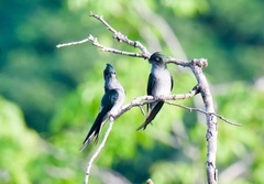 Hemiprocne longipennis