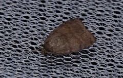 Austrocarea iocephala