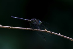 Dythemis nigra