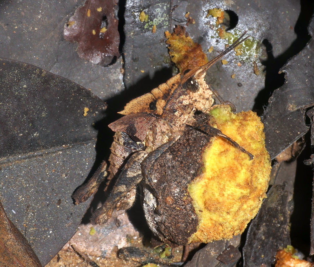 Colpolopha biloba