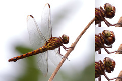 Orthemis schmidti