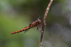 Orthemis schmidti