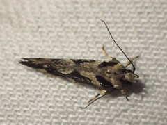 Macrobathra bigerella
