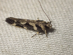 Macrobathra bigerella