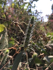 Tetramerium