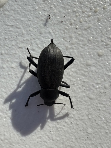 Egyptian Beetle