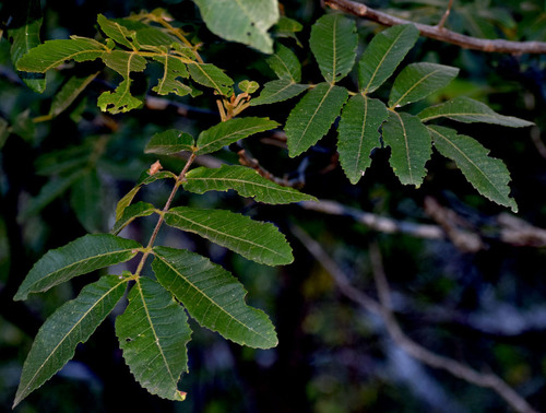 Garuga floribunda observed 2025-07-18