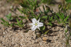 Thysanotus patersonii