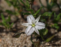 Thysanotus patersonii