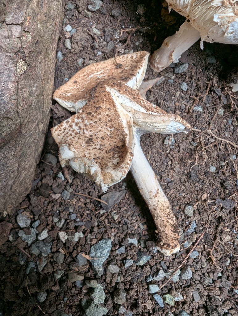 Echinoderma asperum · September 2025 · photo: © atsushi_nakajima_cirque (iNaturalist, cc-by)