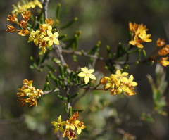 Phebalium stenophyllum