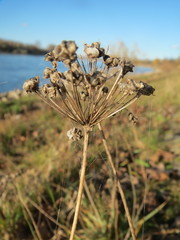Allium angulosum