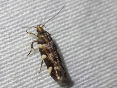 Macrobathra ceraunobola