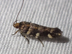 Macrobathra ceraunobola