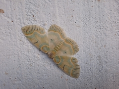 Iotaphora iridicolor