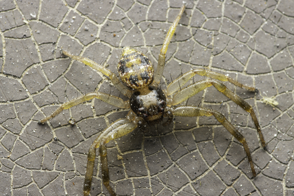 Philodamia hilaris