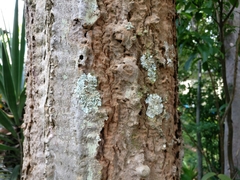 Euphorbia candelabrum