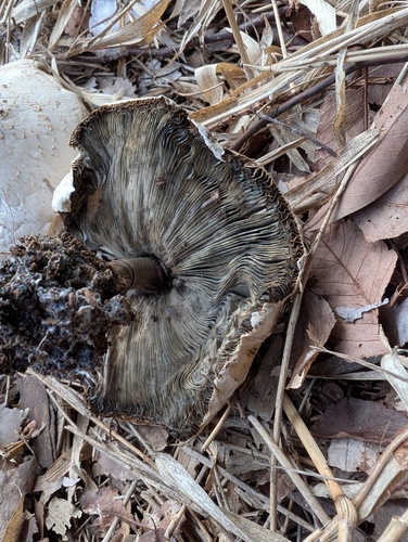 Chlorophyllum molybdites