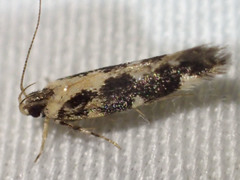 Macrobathra bigerella