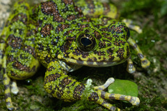 Amami Oshima Frog photo 4