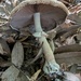 ザラエノハラタケ
