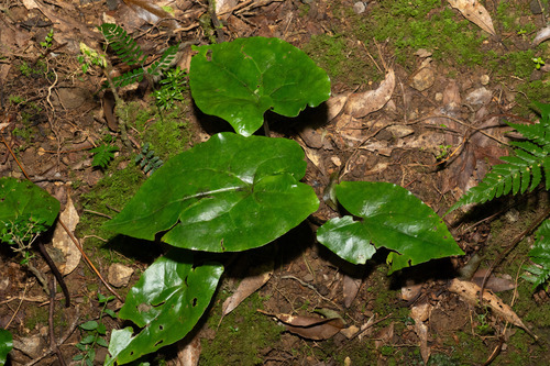 Asarum lutchuense iNat (2)