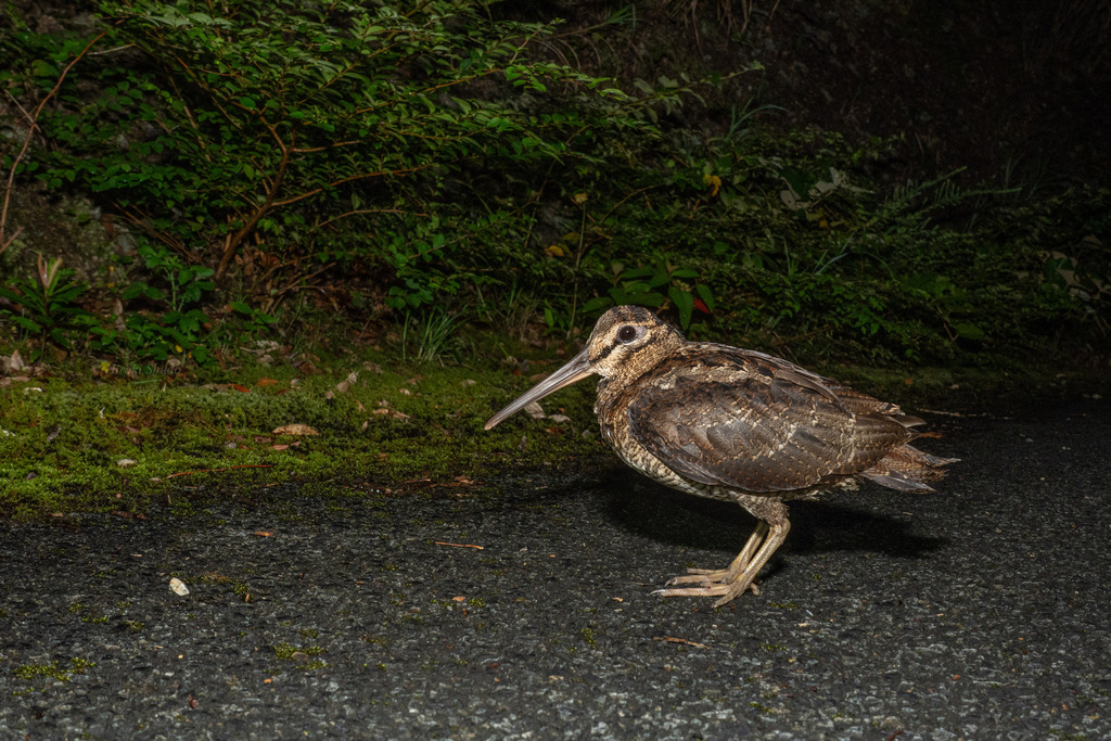 Amami Woodcock