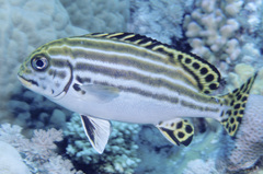 Plectorhinchus lessonii