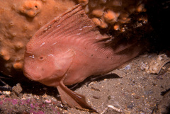 Red Foreheadfish photo 2