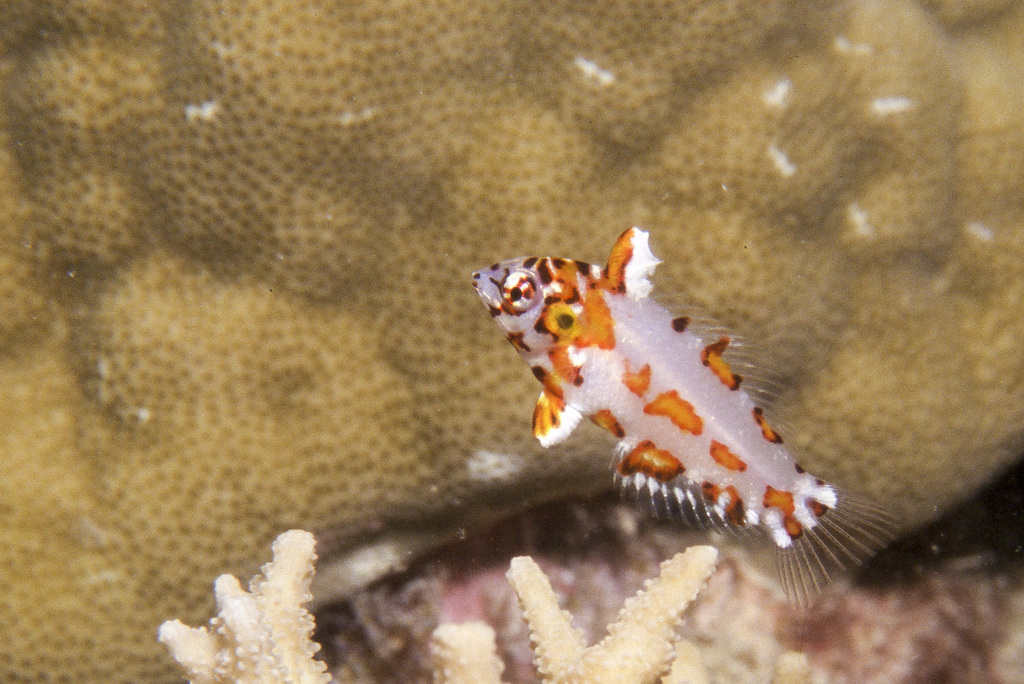 Choat's Wrasse