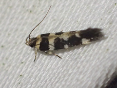 Macrobathra bigerella