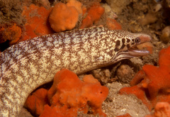 Gymnothorax cribroris